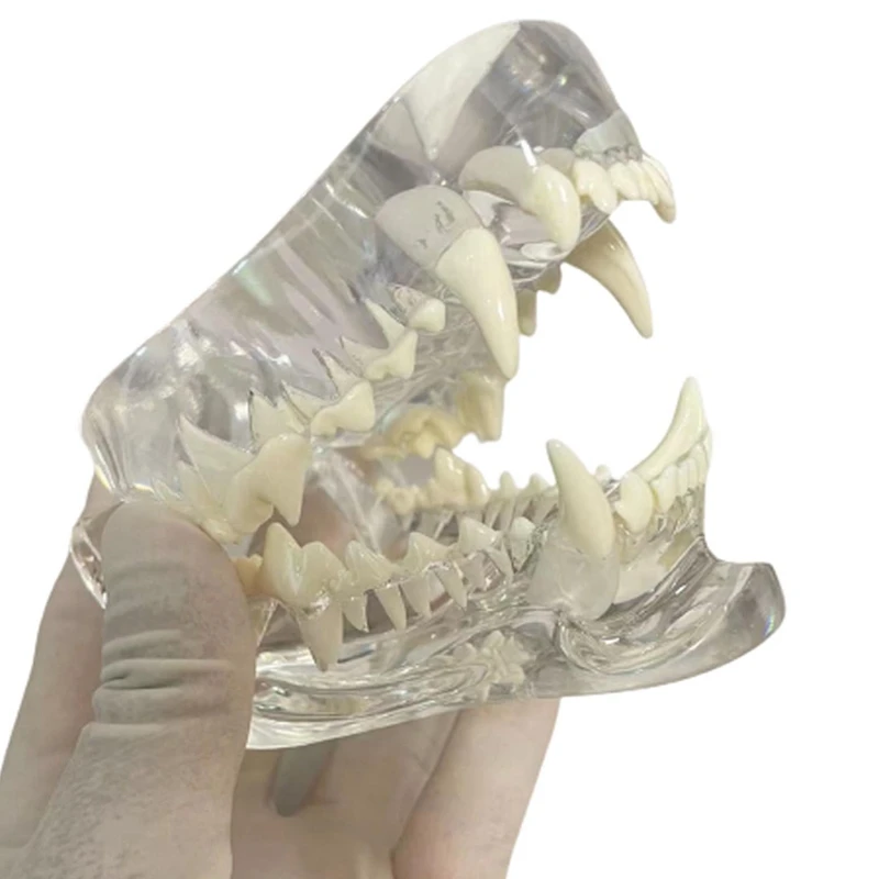 Tooth Anatomy Model  Animal Oral  Jaw For Veterinary Office Educational Tool