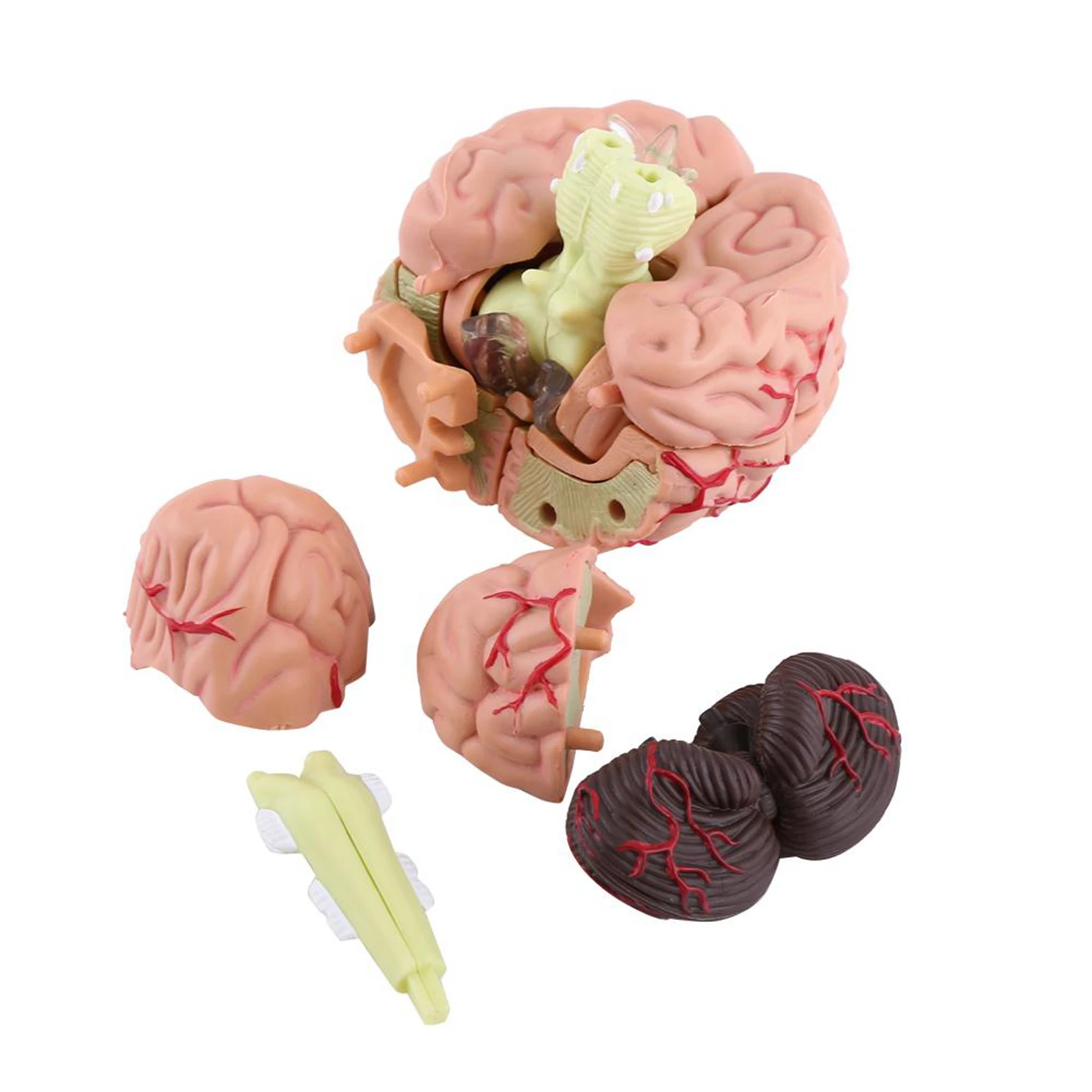 1pc Disassembled Anatomical Human Brain Model Medical Teaching Tool Toy