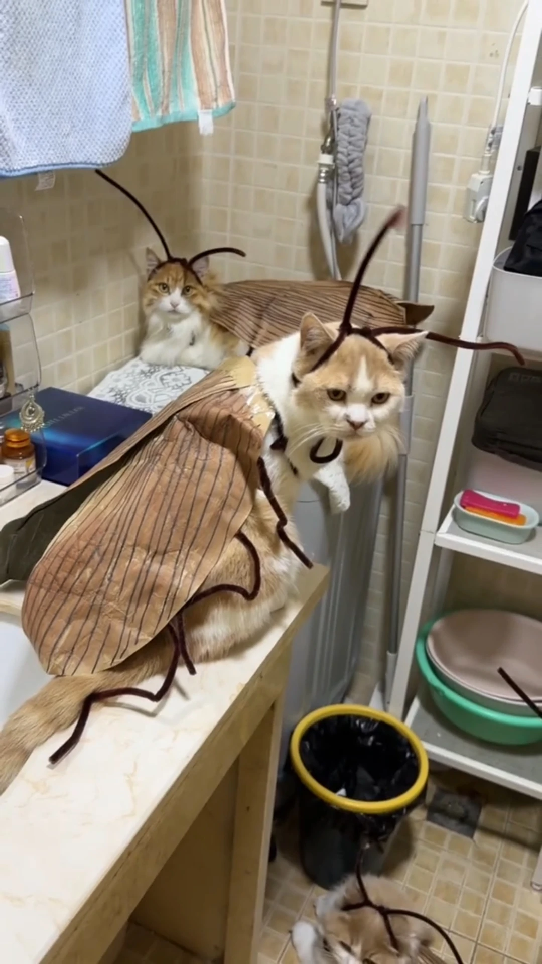 DIY Lustiges Kakerlaken-Kostüm für Katzen mit Flügeln, Antennen und Beinen, Kreatives Haustier-Cosplay-Outfit, Halloween-Party Foto-Requisiten Zubehör – Detail 3