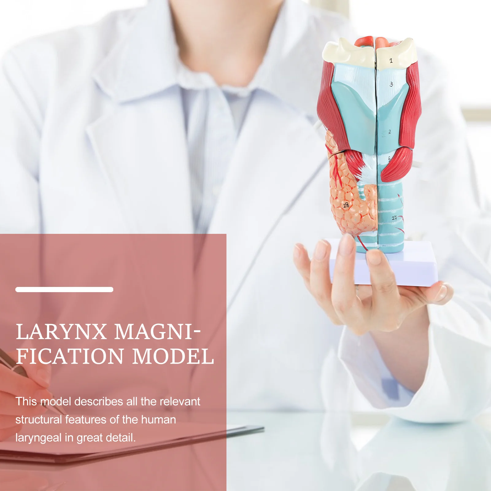 Model Larynx Throat Anatomy Human Anatomical Laryngeal Plastic Labeled