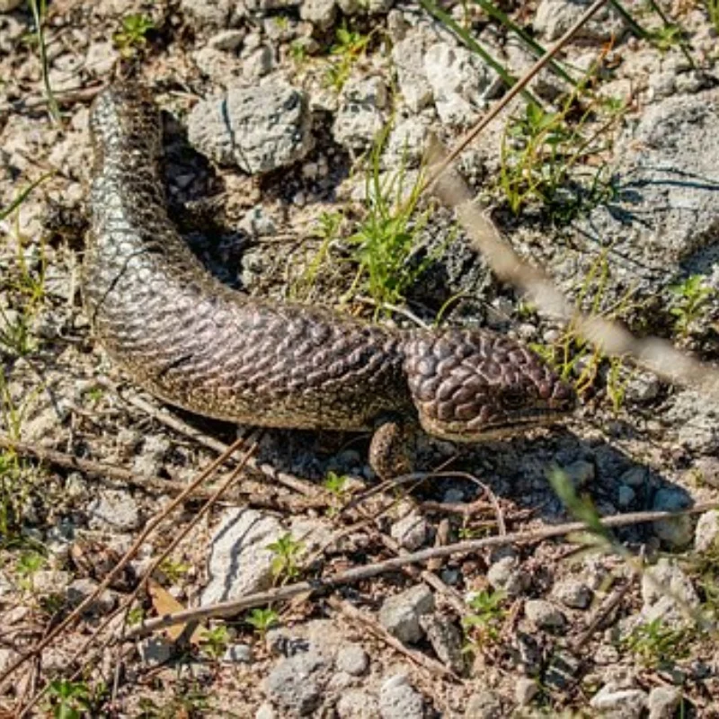 

4 шт. 125 мм резиновые шины и колесные диски 1/10 RC Monster Truck 12 мм шестигранные с нейлоновыми стопорными гайками 4 мм для Trxs Himoto HSP HPI Redcat