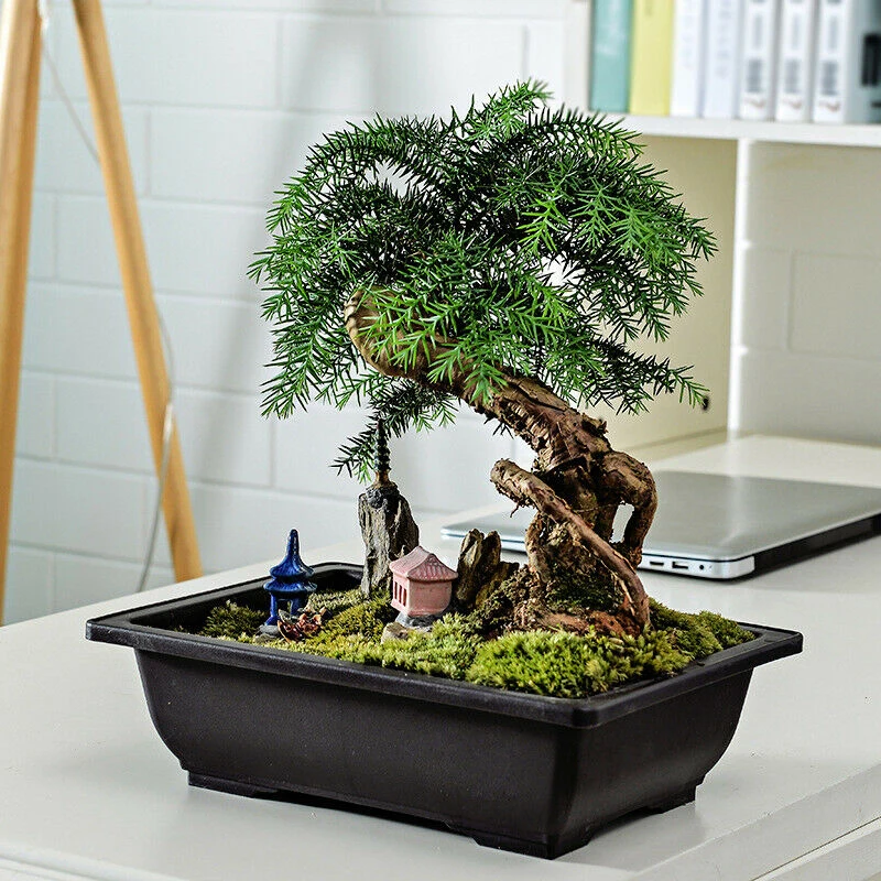 

Container Flower Pot Holder Living room Plastic Rectangle Reusable Saucer Antique Balcony Bonsai Garden Convenient Useful