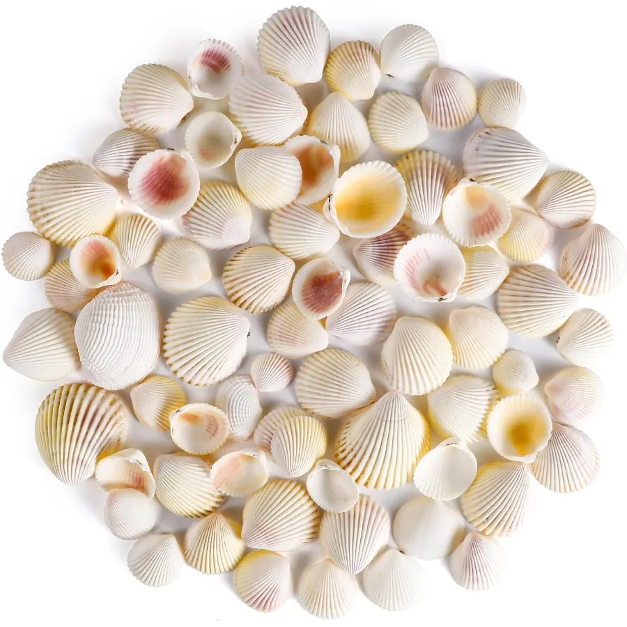 

PPCLION 80 PCS 0.8-1.8 Ih tural Scallop Shells Sea Shells for Craft Home Décor