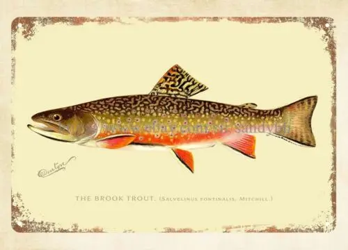 living room wall decor ideas THE BROOK TROUT BY SHERMAN DENTON metal tin sign sign