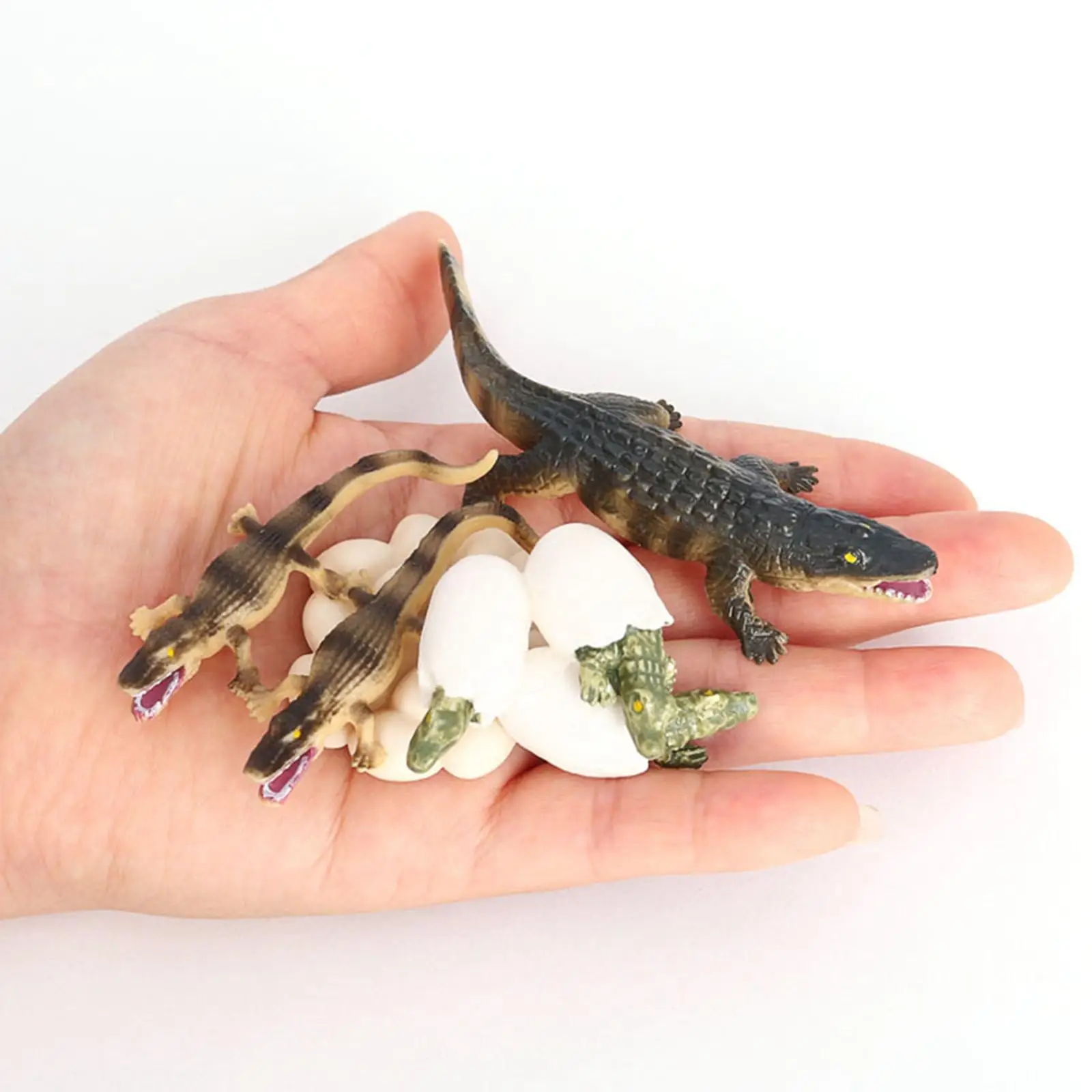 4 Stages Life Cycle of a Dragonfly, Plastic Toy Figure Painted Model