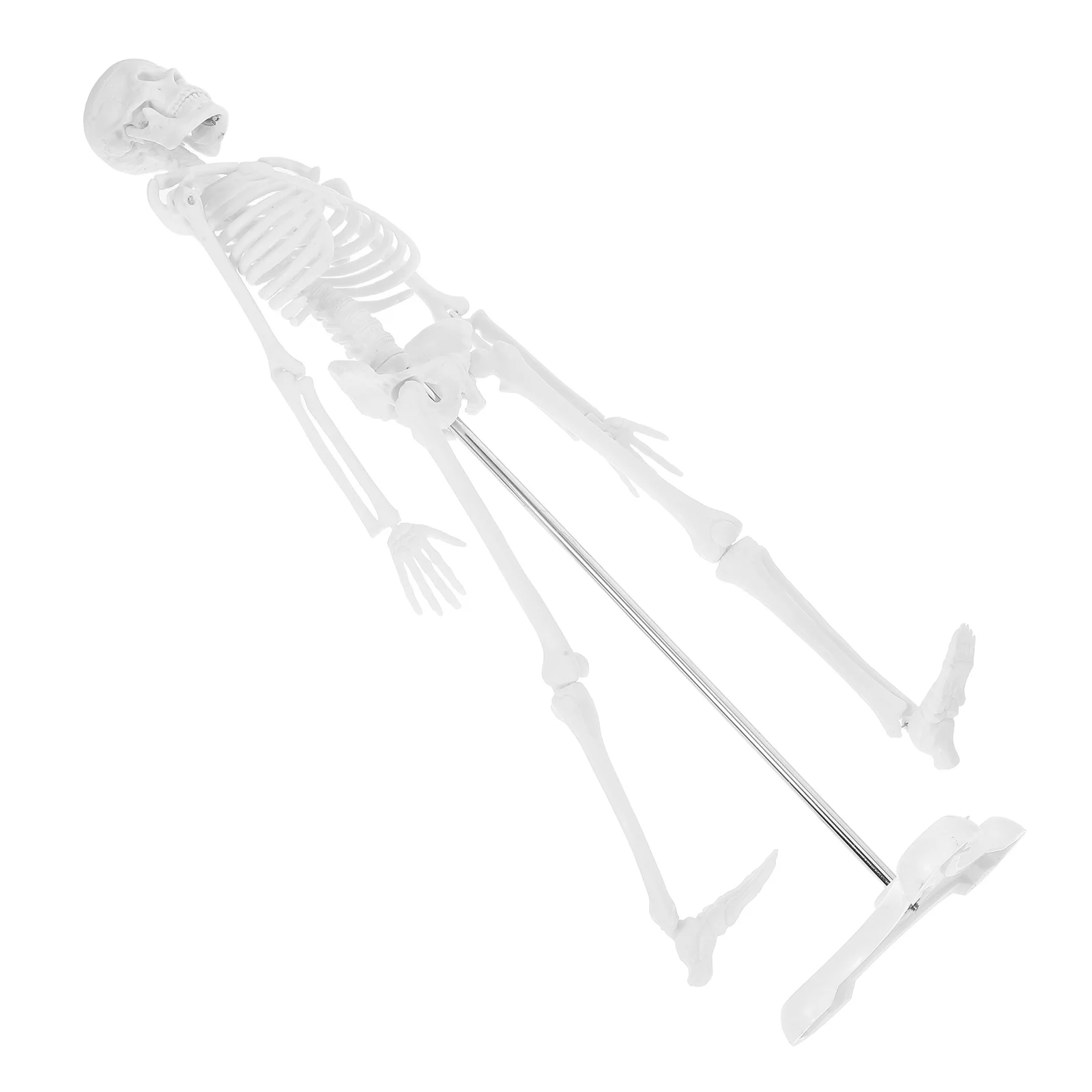 Human Anatomical Model Students Education Model For Anatomy Study School Training Science Learning