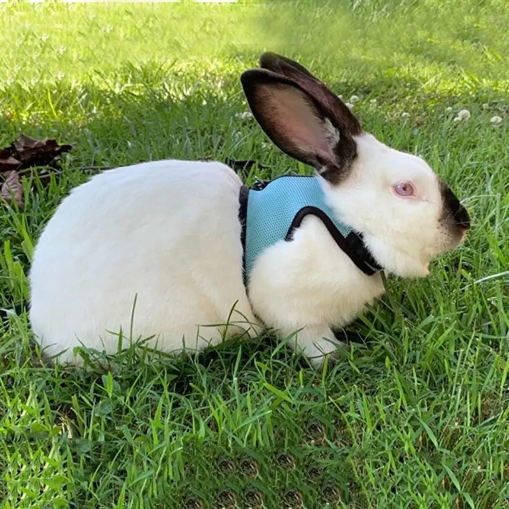 Escape Proof Mutil-Colors Rabbit Harness and Leash Set Breathable Stylish Pet Harness Soft Portable Pet Chest Strap Ferrets