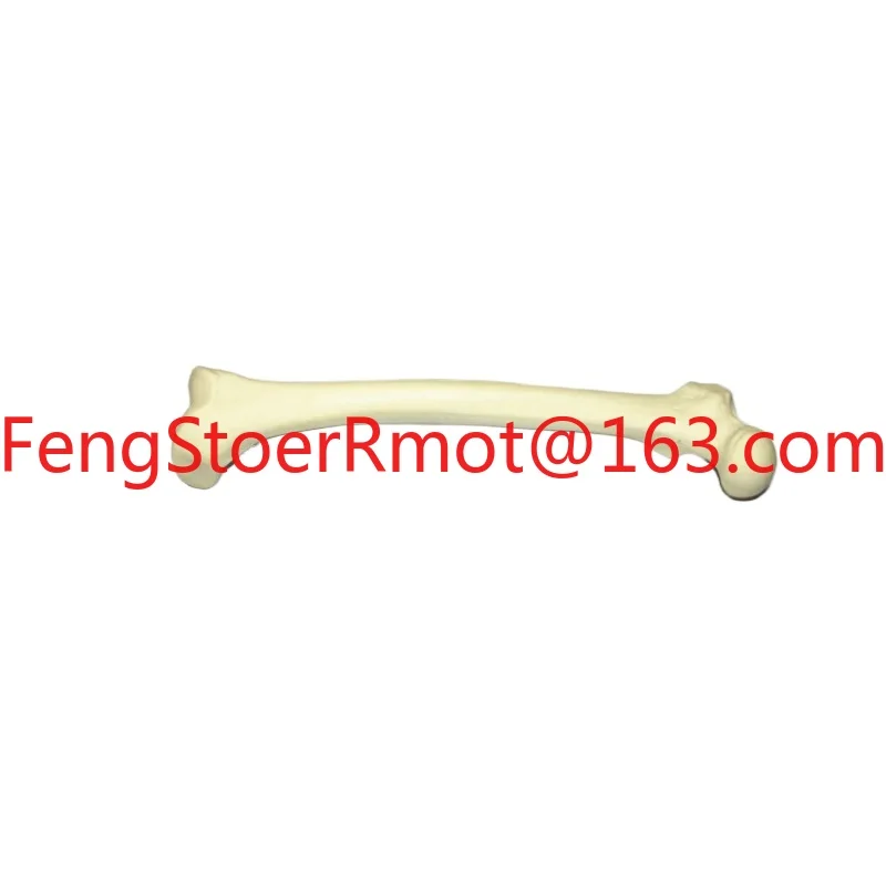 1:1 human simulation bone femoral head thigh bone limb  long medical teaching orthopedic pain department model