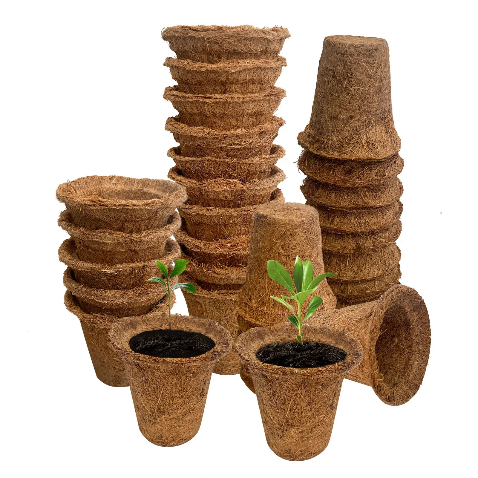 Сад может быть пересаджен непосредственно в почву, кокосовая пальма, цветочные горшки, семена суккулентов, питательные чашки и садоводство зеленых растений