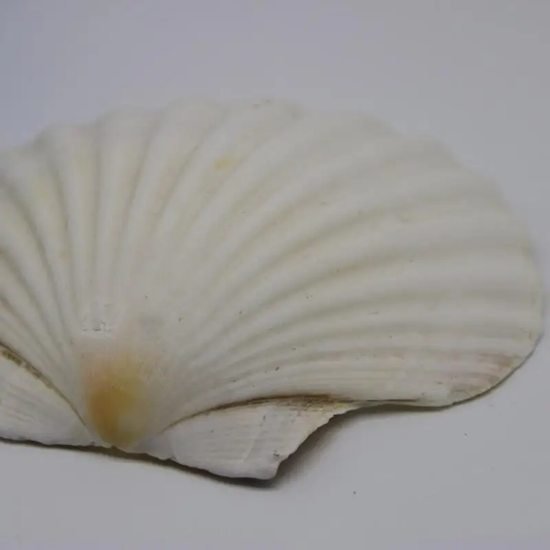 Große Muscheln zum Basteln, Heimdekorieren und Feiern zum Thema Strand