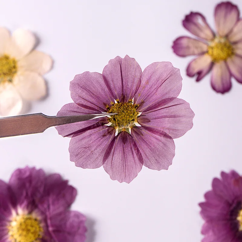 7~9CM/12PCS Natural Dried Large Pressed Galsang Flowers Heads,Dry Sunflower For Epoxy Resin Jewellery,Candles Making Decoration