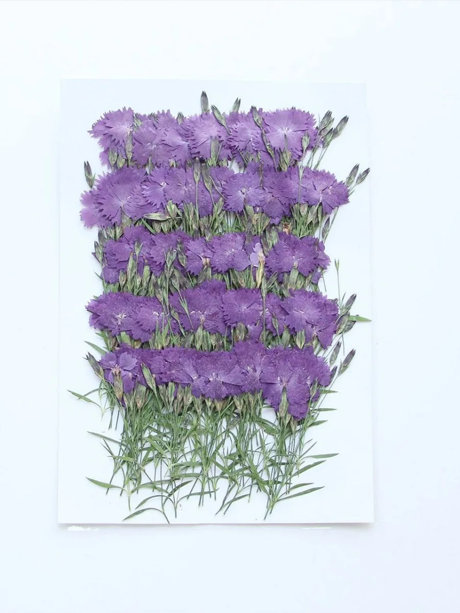 60pcs Pressed Dried Dianthus Flower Stem Herbarium Jewelry Postcard Bookmark Frame Phone Case Face Makeup Lamp Card DIY