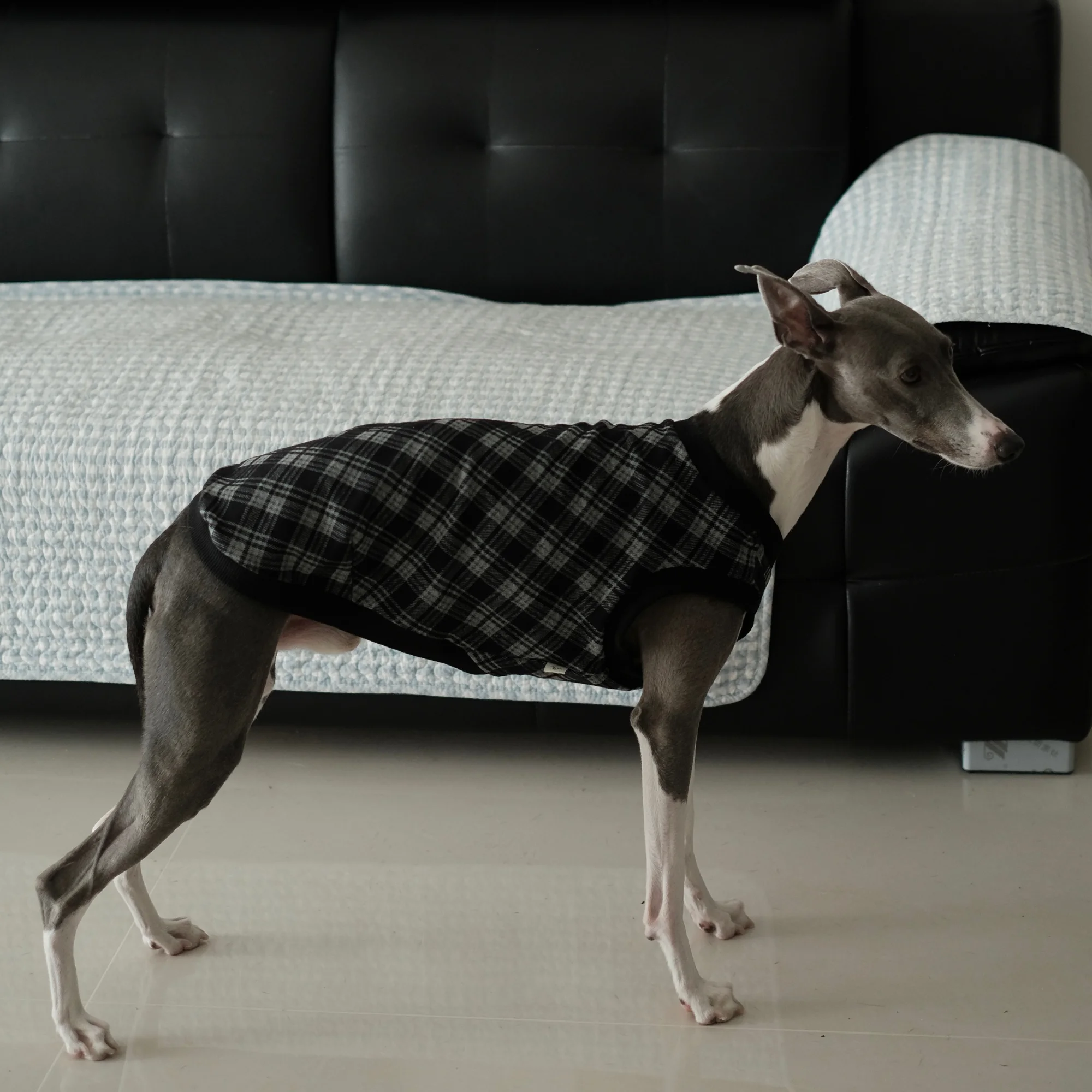 Warme winterkleding voor honden, bestaande uit twee delen: een katoenen shirt met een hoge kraag en een geruit gebreid vest. Geschikt voor windhonden, zoals de Whippet en de Italiaanse windhond.