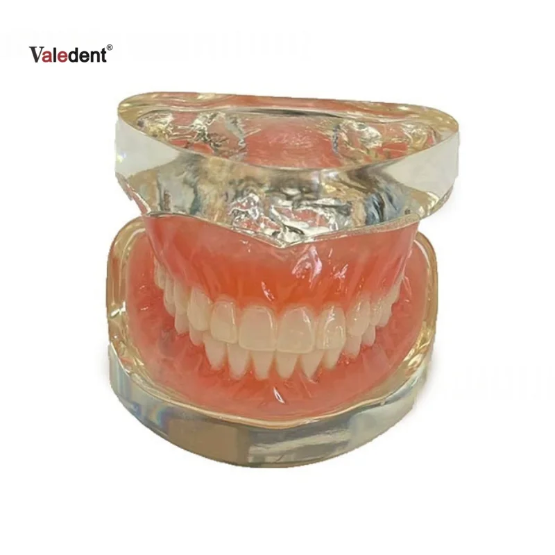Dental Study Teach Mode Implant Teeth Model Dentistry Overdenture Removable Bridge 4/2 Implants Restoration Demonstration