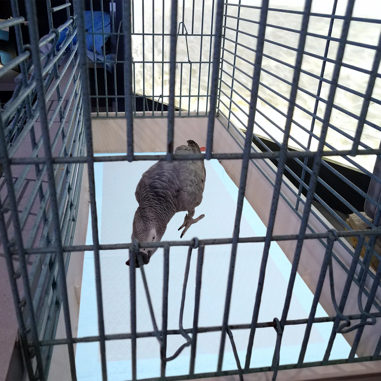 

10Pcs Bird Cage Pad Paper Water Absorbing Leak-Proof Design Parrot Cage Chassis Pad Paper Bird Dung Mat Sky-Blue