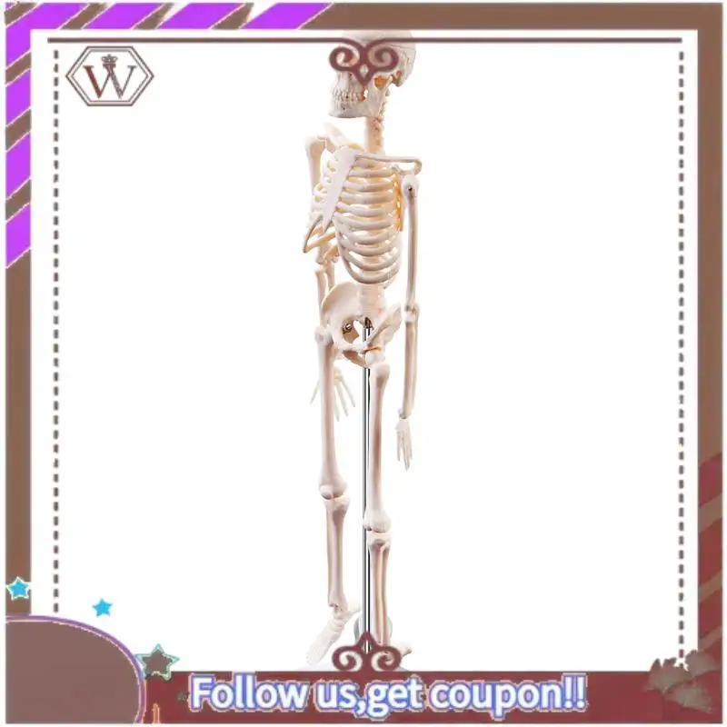 

Latest 45CM Human Anatomical Anatomy Skeleton Model Poster Learn Aid Anatomy Human Skeletal Model