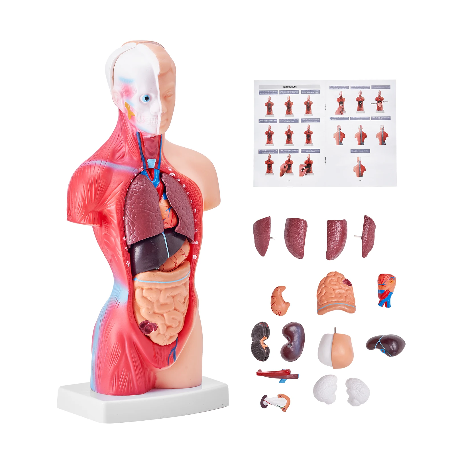 VEVOR Human Body Model 15/23 Parts Anatomical Skeleton Model with Removable Organs Educational Teaching Tool Education Display