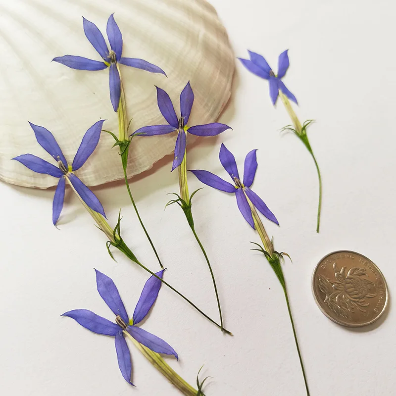 عينات نباتية جديدة، زهور حقيقية مع سيقان، مجموعة مواد الزهور المضغوطة، حافظة هاتف من راتنجات الإيبوكسي، إشارة مرجعية يدوية الصنع، مصباح مكتبي، ملصقات إطار الصورة