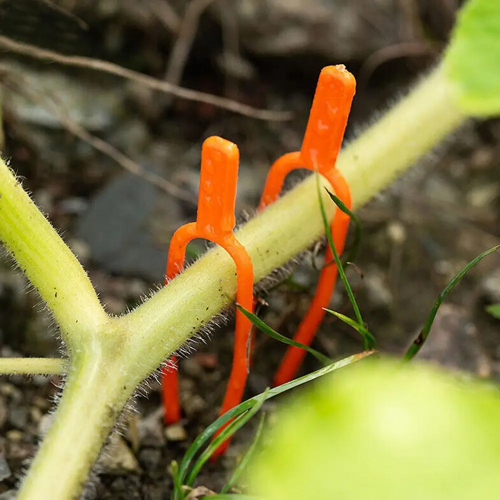 Fijador de tallo de planta, 55MM, 65MM, Clip de soporte de fresa para jardín, horquilla de sujeción, abrazadera de sandía para plantar, accesorio para plantas V2A6