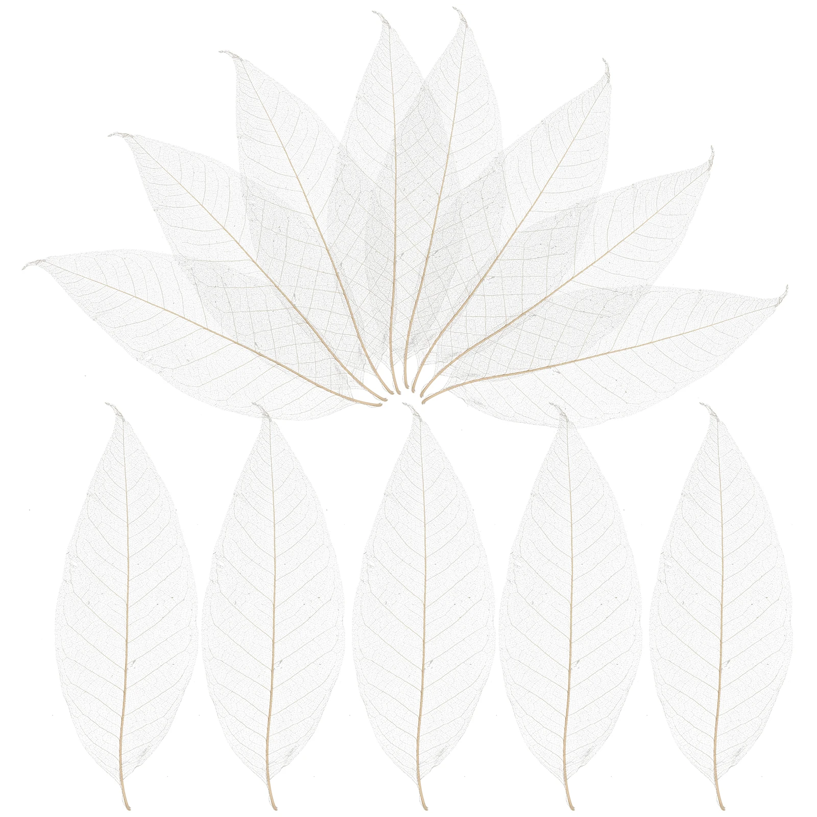 

100pcs Leaf Vein Specimens Craft Leaves Natural Rubber Materials Scrapbook Greeting Cards Photo Albums Decorations Tree Leaf