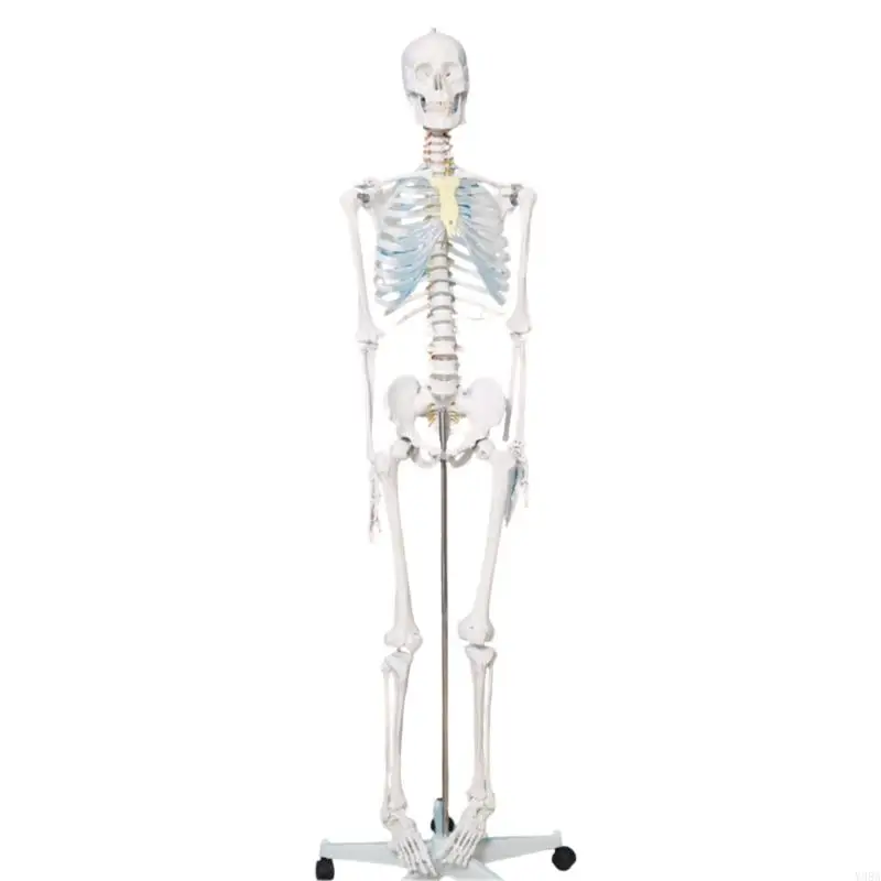 

Anatomical Human Bone Model with Holder for Science Labs and Classroom Teaching