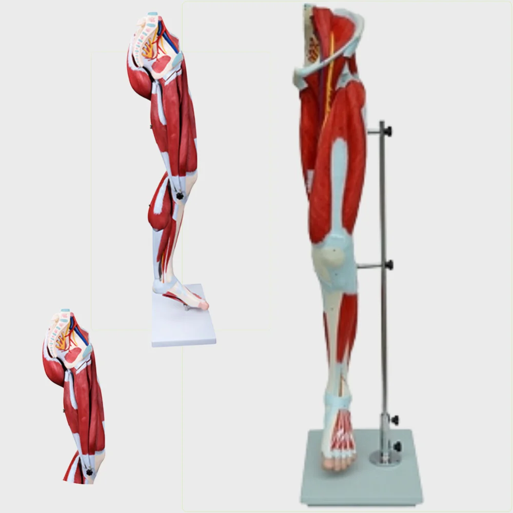 Lower Limb Muscle Appendage Major Blood Vessel Nerve Anatomical Model Medical Educational Simulator for Extremity Anatomy Teachi