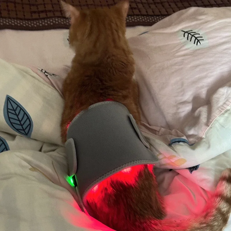 Clinica Uso veterinario Animali Animali Animali domestici Cani Gatti Antidolorifico Guarigione delle ferite Acne Rimozione dei funghi Dispositivo per terapia laser fredda