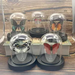 Real Butterfly Specimen, Glass Cover, Creative Decoration for Living Room, Home Decoration, Holiday Gift