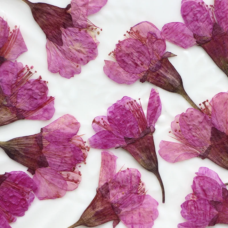 36 шт. натуральных сухоцветов: – обзор и цена Dried Flower Pressed