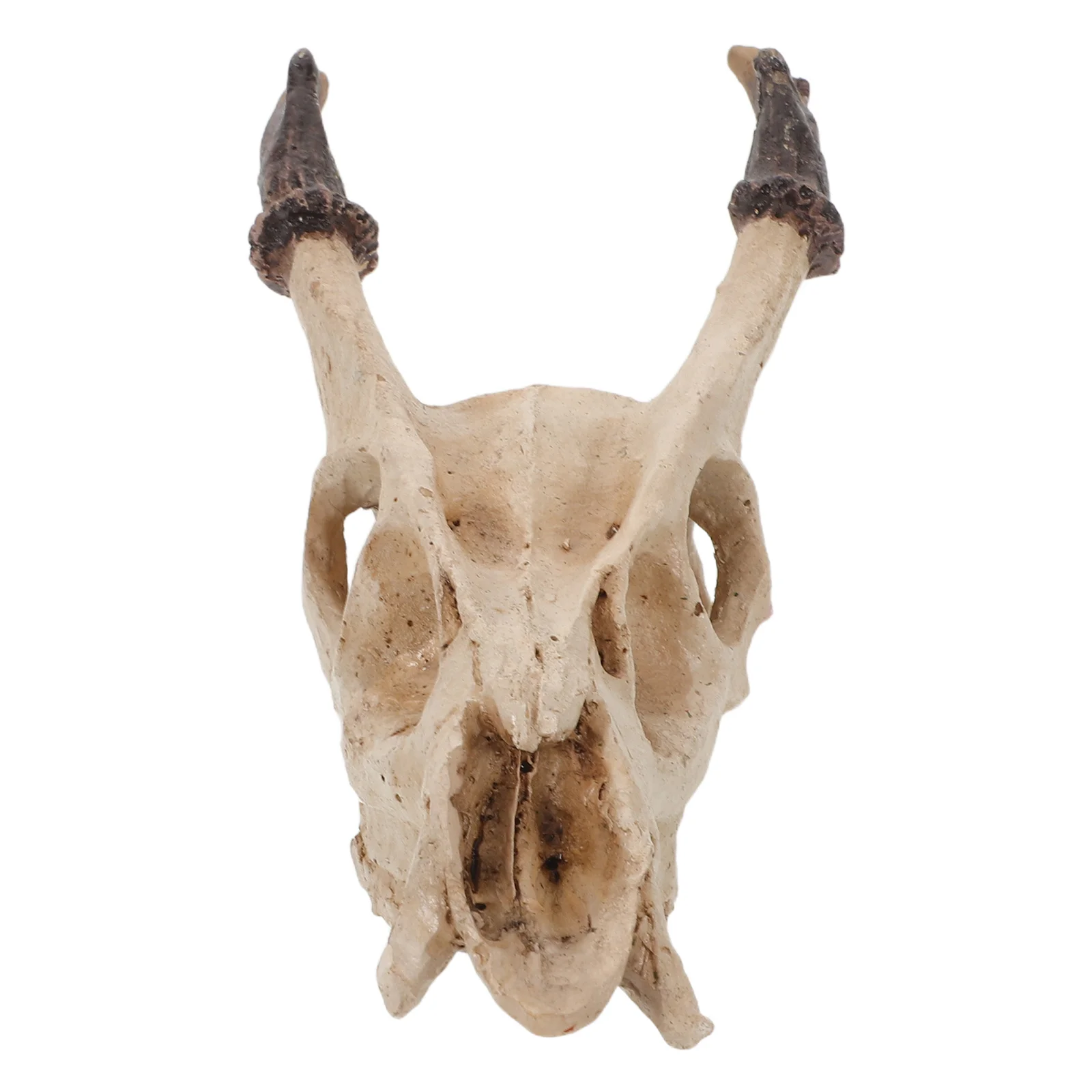 

Realistic Muntiacus Muntjak Skull Reptile Hideout Resin Tank Decor Lizards Geckos Snakes Terrarium Accessories