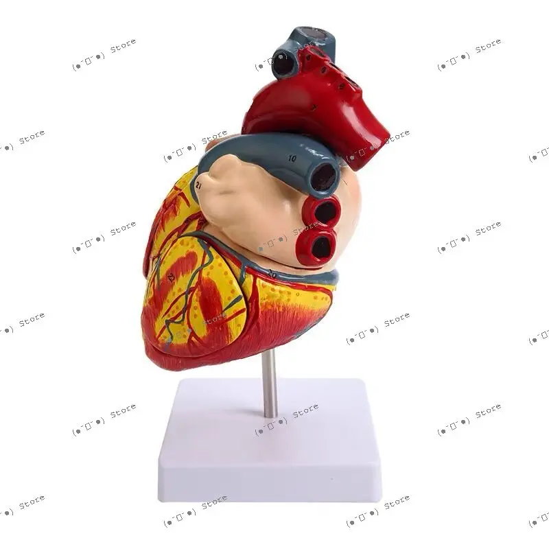 

Human Body Standard Heart Anatomy Model B Ultrasound Color Ultrasound Detachable Natural Big Heart Medical Teaching Aid Model