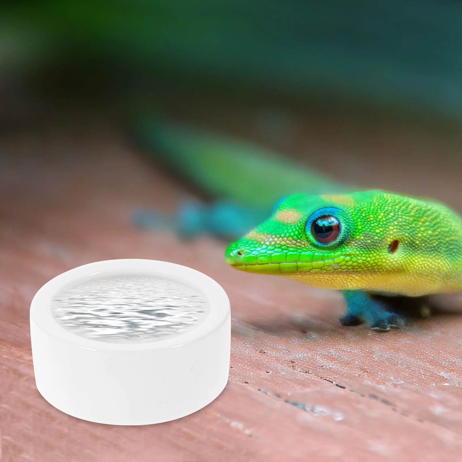 

3Pcs Reptile Food Dish Ceramics Thick Bowl Small Round Lizard Feeder Water Feeding Basin Anti-Escape Reptile Feeder