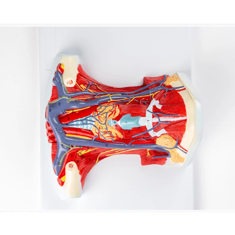 Human Organ Anatomy Model Arteriovenous Neck Model - Local Anatomy of Cervical Anterior Muscle model