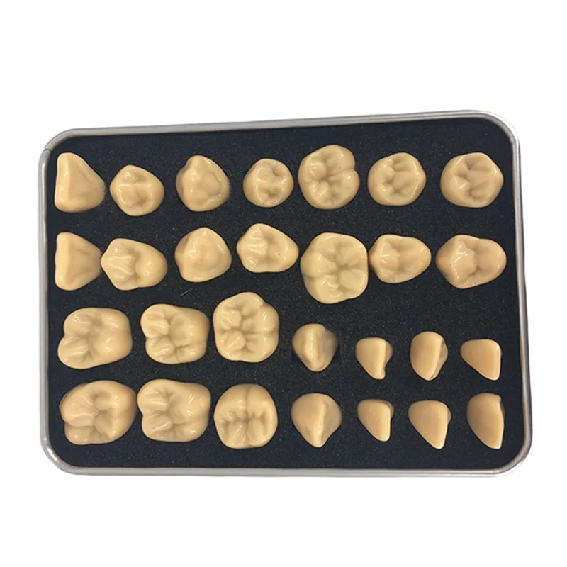 28pcs Dental Model Teeth Teaching Model Dentistry Tooth Structure Practice Dentist Carving Comparison Pit Fissure  Caries Models