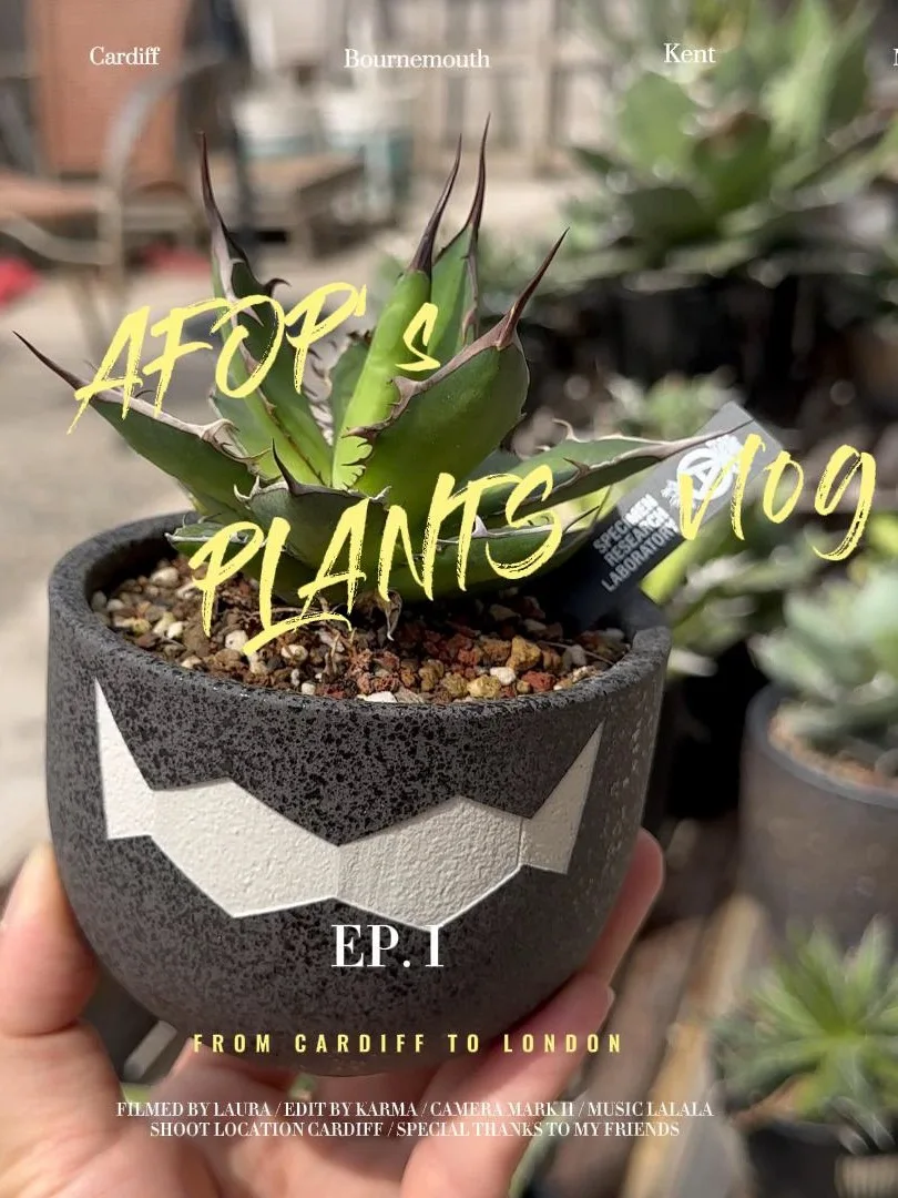 

Round ball trendy root plant flower pot cactus pocket elephant foot sumac Ebisu smile big black ivory palace planter bowl