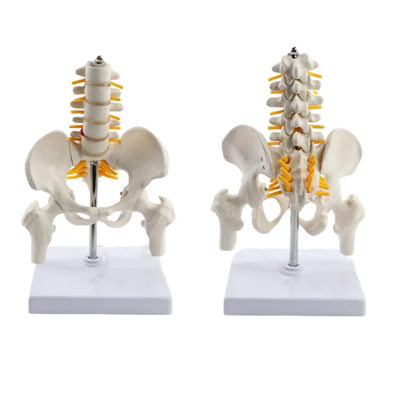 

Mini Pelvic With Five Lumbar Vertebrae and Femur Anatomical Model Spine Skeleton Anatomy Medical Teaching Tools