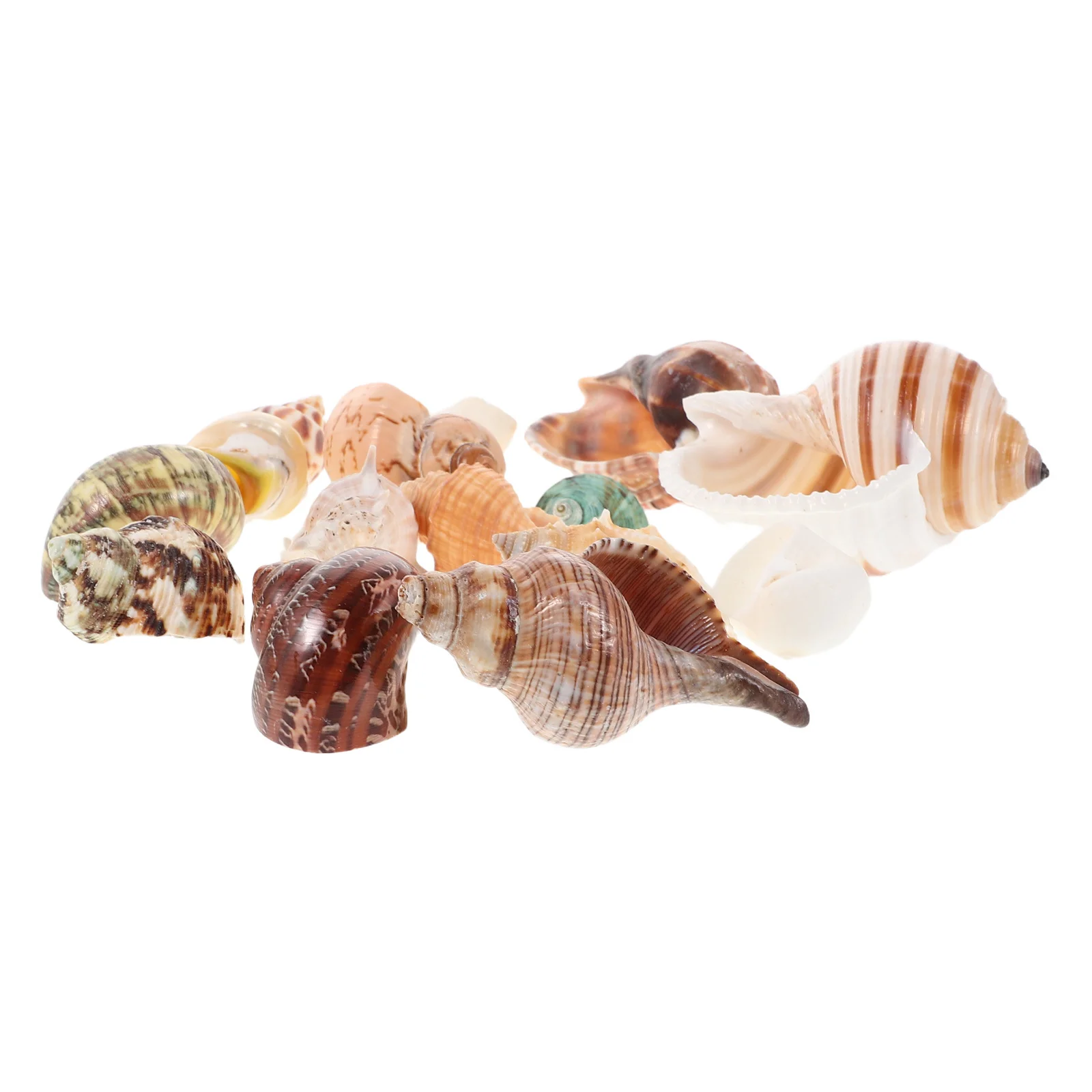 15 قطعة قذائف محارة طبيعية ملونة صدف حوض السمك ديكور خزان الأسماك الديكور الشاطئ موضوع الحرف زهرية حشو #1