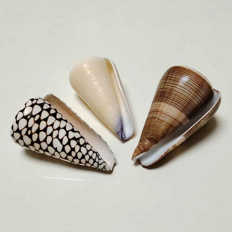 3 PC Assorted Large Cone Sea Shells Big Pretty Cone Conch for Home Decorations, DIY Crafts, Fish Tank and Shell Collectors