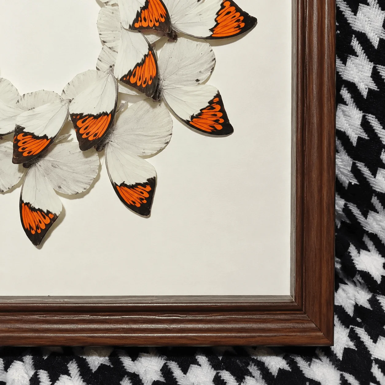 Hebomoia Glaucippe Butterfly Box,12 Butterflies Swirling Circular Wreath Art,Square Wall Ornament for Collection & Gifting - view 2