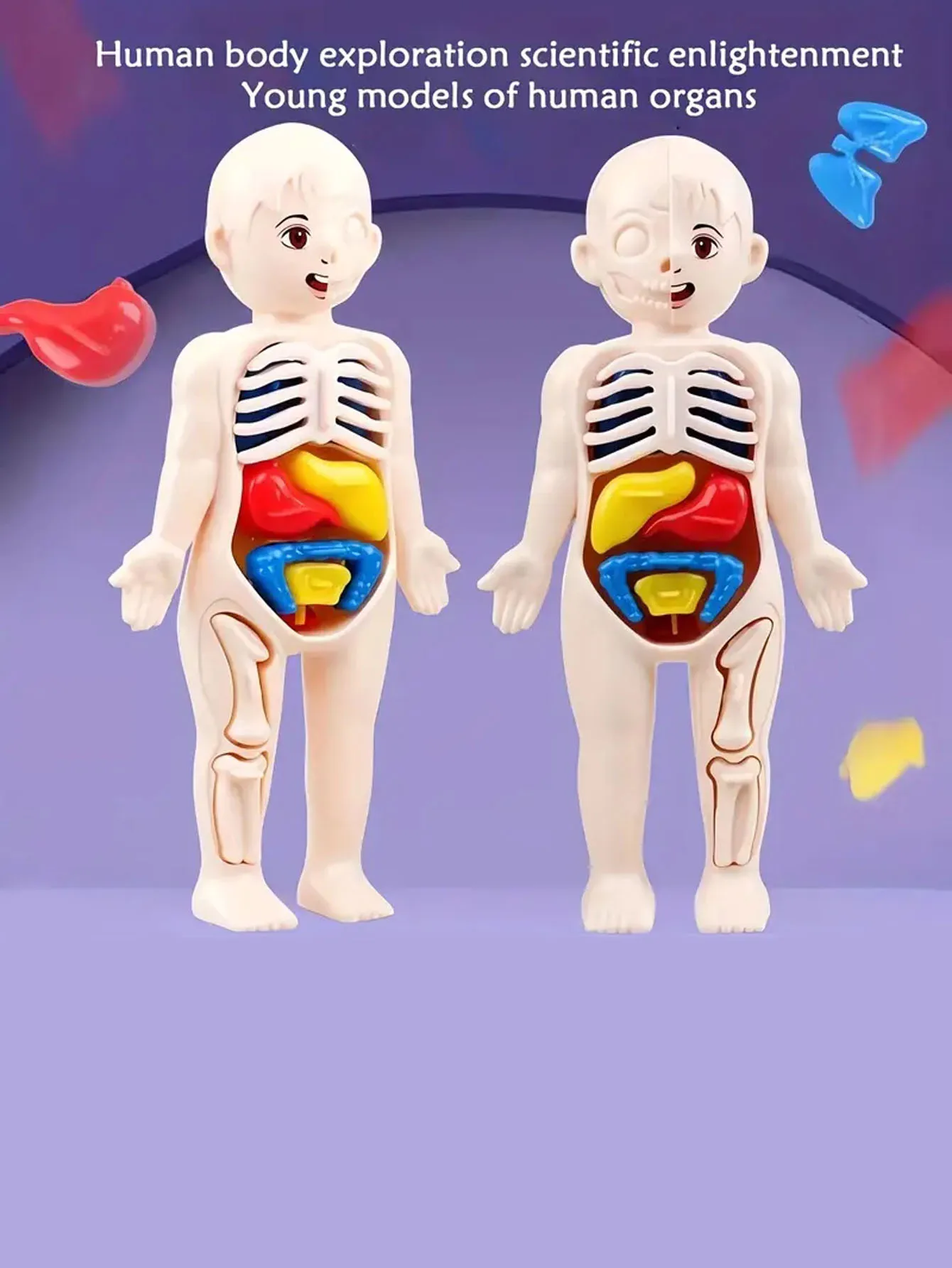 Zestaw 14 szt. Układanki dla dzieci model anatomii człowieka edukacji, nauka zabawki konstrukcyjne narządowych, narządów ciała dzieci uczących — zdjęcie 6
