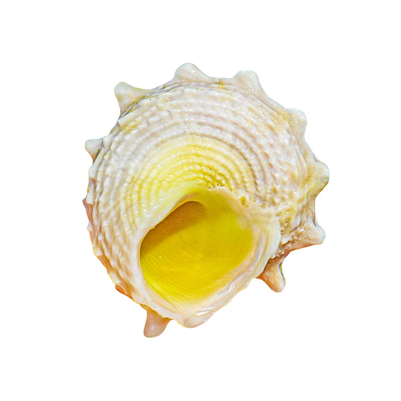 Sea Horse Conch,Natural Small Conch Shell for Home Decoration, Fish Tank Landscape Decoration, Crab Replacement Shell