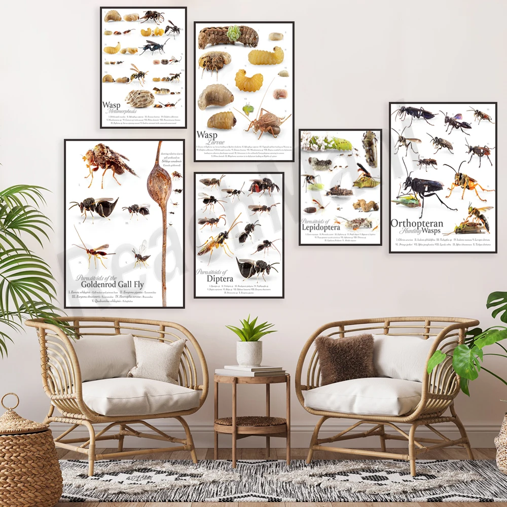 Caterpillar, larval wasp, wasp cocoon, dipteran parasitoid, lepidopteran parasitoid, yellow gall fly parasitoid insect poster