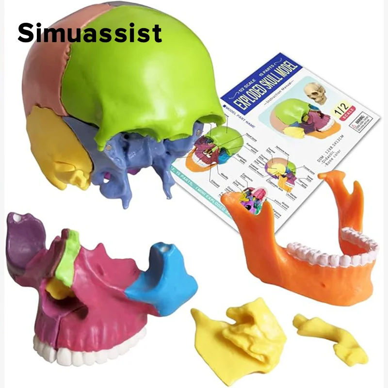 15PCS/SET 4D Disassembled Color Mini Skull Anatomy Model Human Anatomy Skull Puzzle Medical Teaching Tool