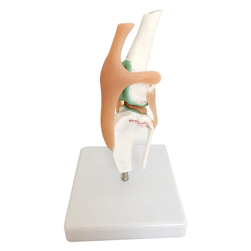 Dog Knee Joint And Ligament Function Skeleton Model, Perfect For Understanding Canine Anatomy.