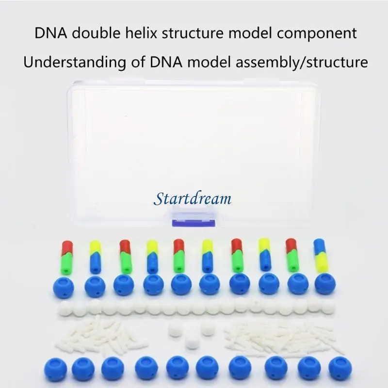 Deoxyribonucleic Acid Models Double DNA Models Set DNA Structure Models For Educational And Biology Teaching K92C