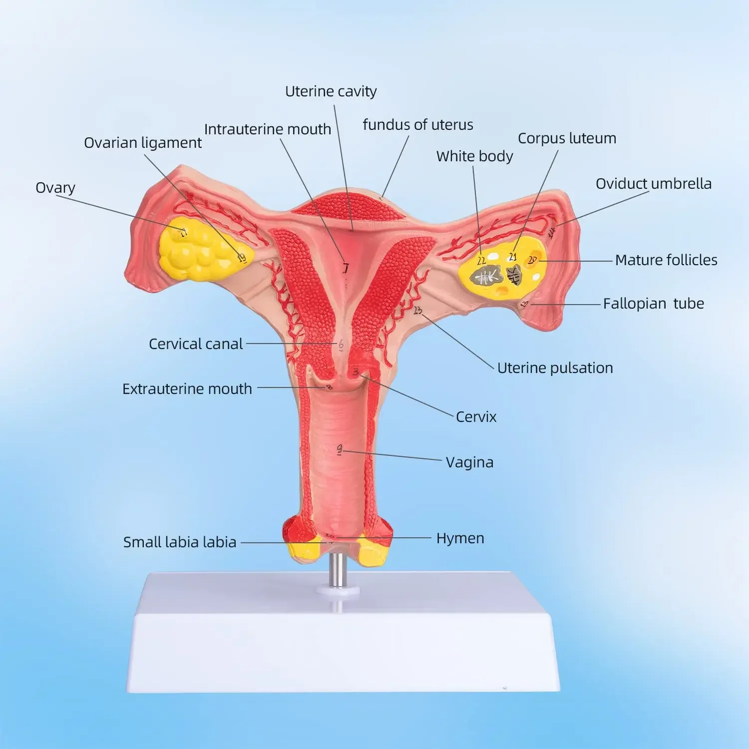 Human Uterus and Ovary Model Reproductive Organ Model Life Size Human Anatomy Model Teaching Tools