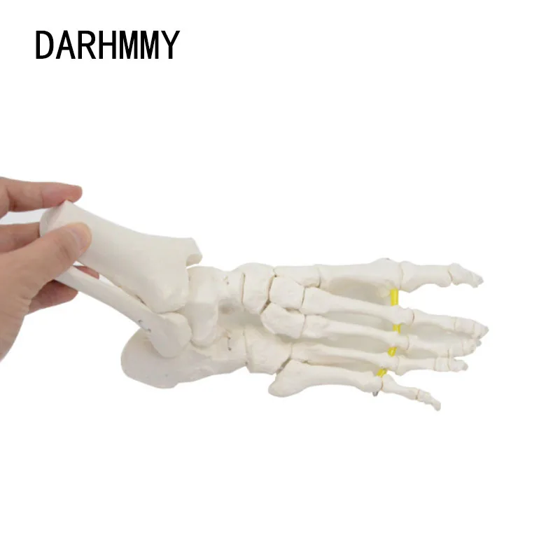 DARHMMY Flexible Foot Bone Model Human Skeleton Anatomy Medical Teaching Tool Educational Equipment joint model Life Size