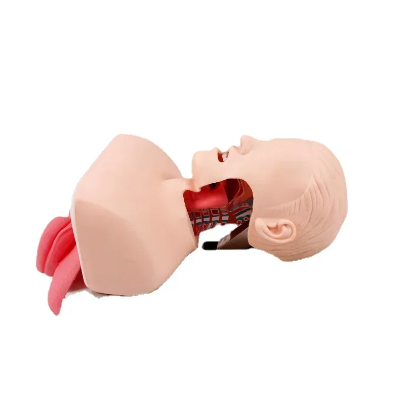 

Human Tracheal Intubation Tracheal Intubation Simulation Population Nasopharynx Airway Insertion Emergency Training Mold