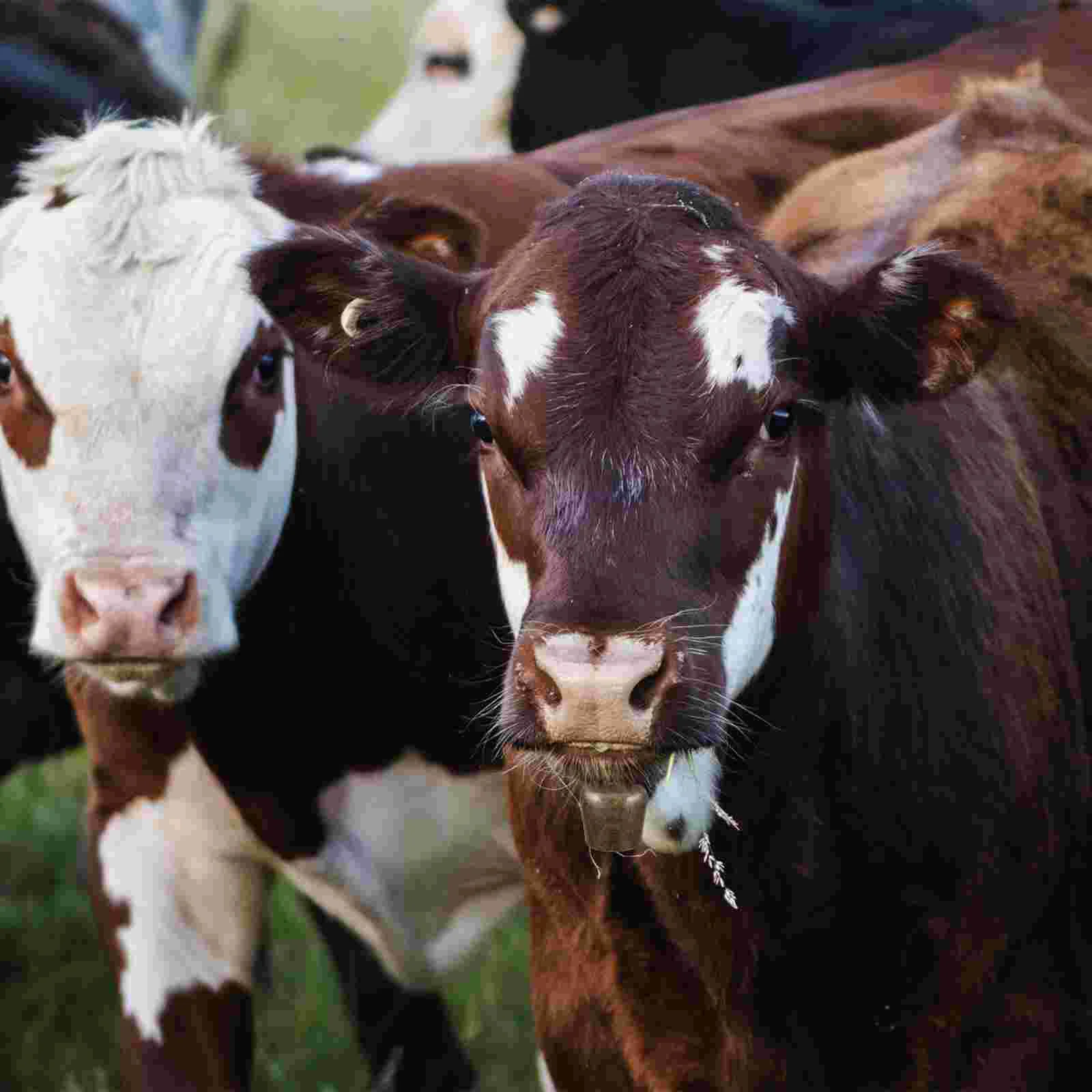 Campane per bovini e pecore Ciondolo Accessori per l'allevamento Prese per cavi per decorazioni fai-da-te da appendere per animali