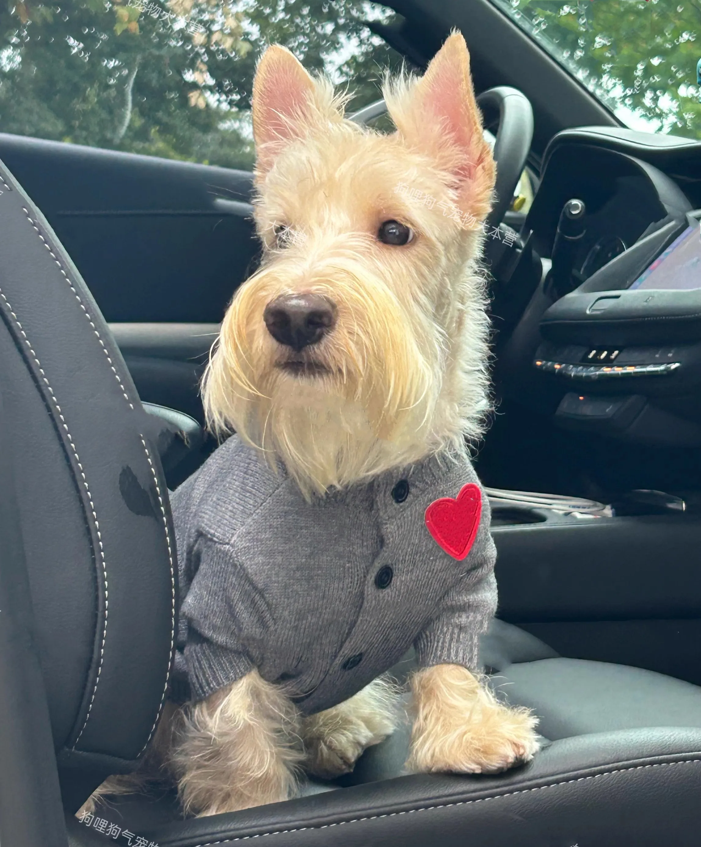 

English Gentleman-Style Grey Striped Navy Blue Pet Sweater Knitted Dog Coat